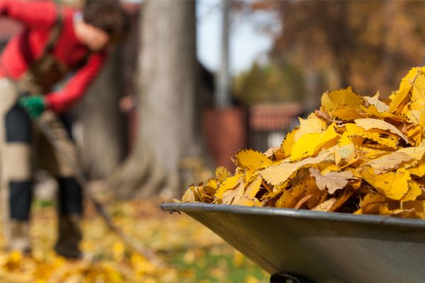 a rake and leaves in a wheelbarrow during fall 