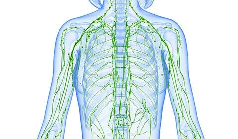 graphic of the lymphatic system