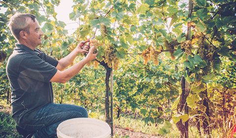 man picking grapes field squatting