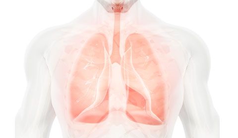 Medical Diagram of chest, lungs and air way