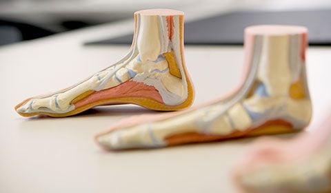 plastic medical models of feet