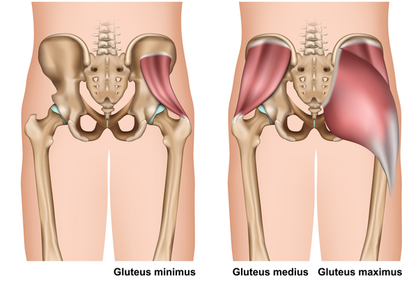 What Muscles Attach Left Hip And Back - Proximal Hamstring ...