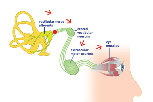 Eye to brain connection diagram