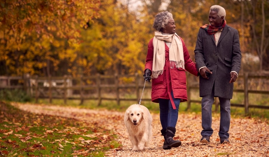 Senior Couple Walking With Pet Golden Retriever Dog In Autumn