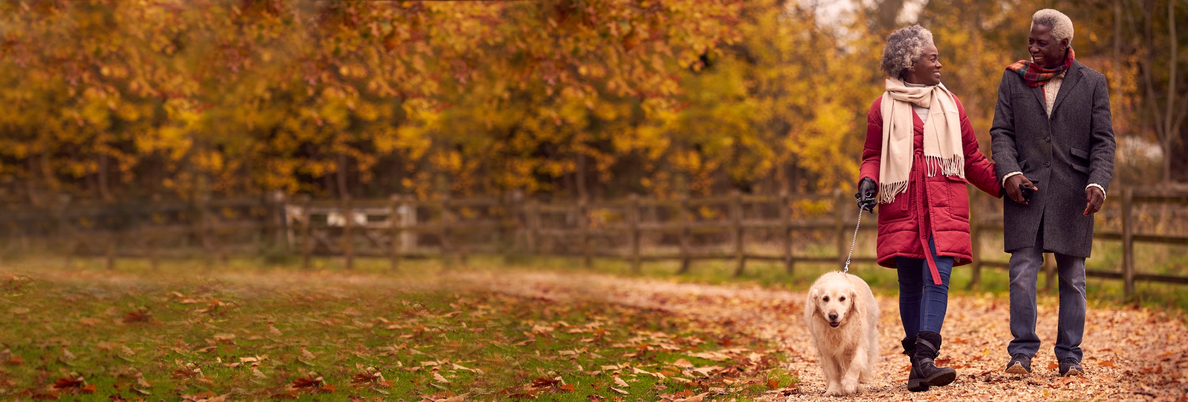 Senior Couple Walking With Pet Golden Retriever Dog In Autumn